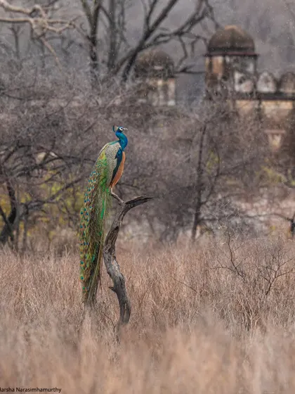 A peacock perched in the rain with the ancient ruins of Ranthambore in the background. This image captures the unique blend of history and nature that makes this park so enchanting.