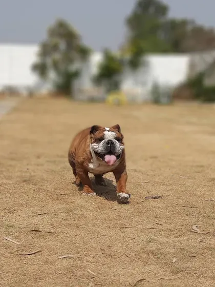 Harry the bulldog, trotting around like he owns the place. We love seeing our guests feel so confident and at home in our care.