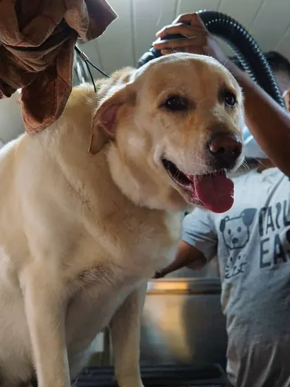 A thorough drying session for Felix the Lab. Our groomer, wearing the Tail It Easy shirt, makes sure every part of the coat is dry to prevent skin problems.