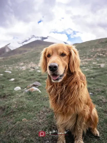 A happy portrait of Charlie with the snow-capped peaks in the background. Adventure dogs make for the most epic photographs.
