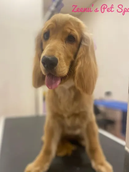 Leyla the Cocker Spaniel with a happy, relaxed expression. A proper groom helps prevent tangles in their fine hair, especially around the ears and feet.