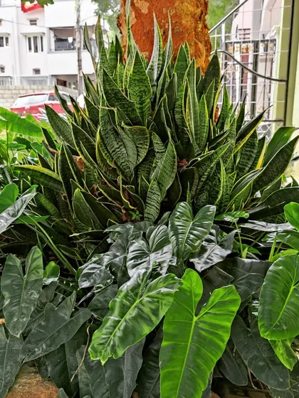 A beautiful example of nature's own design. Here, a dense cluster of Snake Plants grows alongside Philodendrons, creating a rich, textured look.