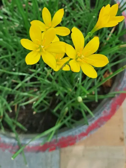 An overhead view of the yellow Rain Lilies.