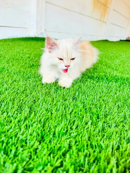A fluffy kitten mid-yawn or mid-meow, enjoying the comfort of our clean, green play area.