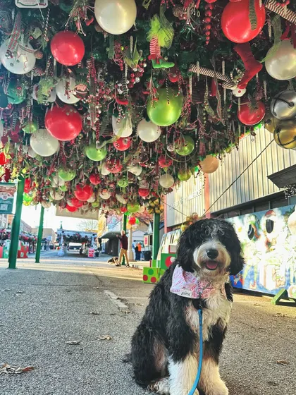 This sweetie is ready for Santa. The holidays are a great time to practice obedience around new decorations and distractions.