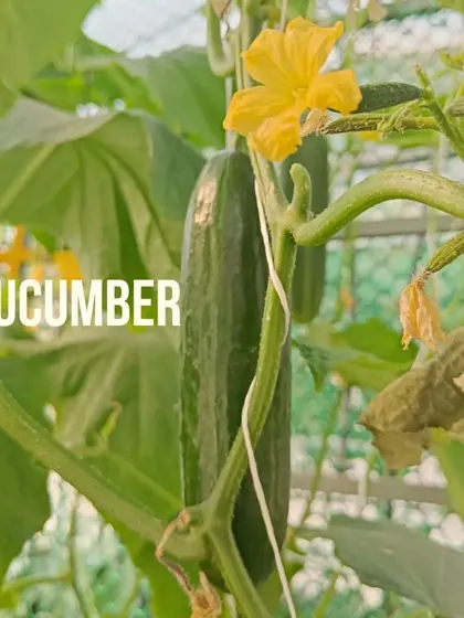 A close-up of a cucumber on the vine. We have mastered growing over 60 different crops, and cucumbers remain one of our most popular and reliable offerings.