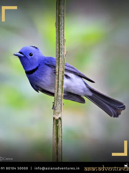 A Black-naped Monarch, a small and elegant flycatcher, perches on a bamboo stalk in Central India. Our tiger safaris are also fantastic birding opportunities, with diverse species found in the forest understory.