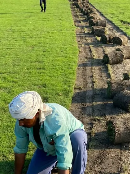 Quality starts at the source. Here you can see my team harvesting fresh grass rolls directly from my farm. This ensures you receive the healthiest, densest turf for your project, cut and delivered with care.