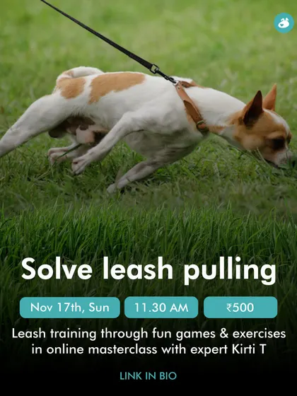 Leash pulling is a common struggle, but it doesn't have to be your reality. Our online masterclass uses fun games and simple exercises to teach you and your dog the skills needed for enjoyable, pull-free walks.