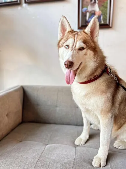 Luna relaxing on the couch in her new home. We are so happy we could find the perfect match for this special girl.