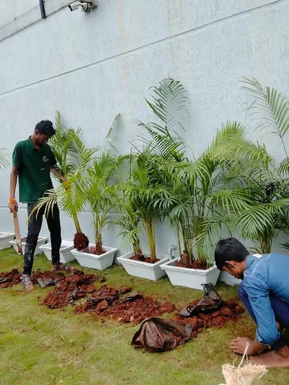 Our team at work planting Areca palms into modern white planters. This is part of a larger commercial landscaping project where we combine lawn areas with container gardening for a layered effect.