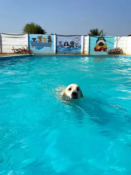 A solo swim for this Golden Retriever, enjoying the peace and space of our large pool.
