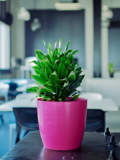 A compact Dracaena plant in a vibrant pink pot adds a pop of color and personality to a modern office desk or cafeteria table.