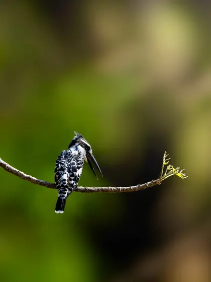 A Pied Kingfisher, identified by its black and white plumage, rests on a branch. The soft green background beautifully complements the bird's striking pattern.