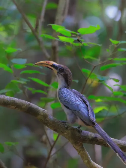 A full-body shot of the Sri Lankan Grey Hornbill, showcasing its long tail and subtle grey plumage.