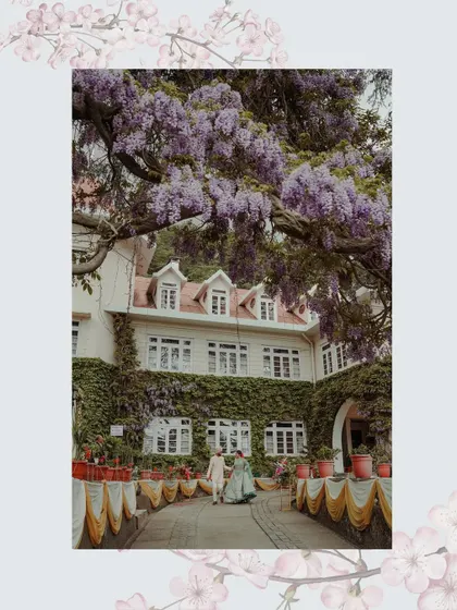 A beautiful portrait of the newly married couple walking through the grounds of Woodville Palace, with the iconic wisteria flowers in bloom.