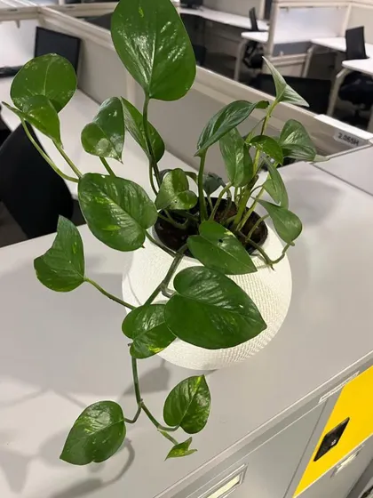 A healthy Pothos (Money Plant) in a white pot, a very popular and easy-to-care-for indoor plant.