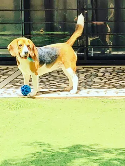 This Beagle is ready to play, posing proudly with his ball. We have lots of toys to keep everyone entertained.