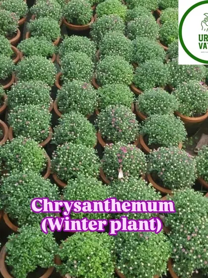 Chrysanthemum plants just starting to bud, perfect for the upcoming winter season.