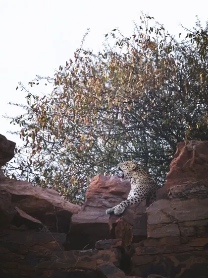 A leopard yawns while lounging on the rocks, a relaxed moment that belies the constant challenges of survival on the city's edge.