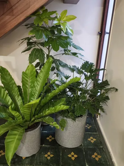 Unused spaces like the area under a staircase are perfect for creating a small plant feature. I grouped a Bird's Nest Fern and a Philodendron here to turn a forgotten corner into a lively green nook.