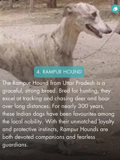 The Rampur Hound from Uttar Pradesh is a graceful and strong sighthound, historically favored by nobility for hunting deer and boar.