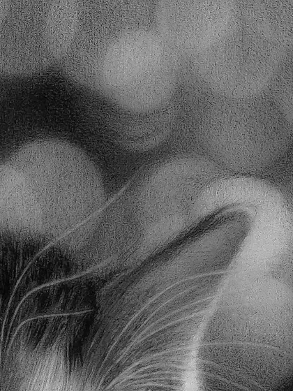 A close-up of the kitten's whiskers and the soft, out-of-focus background I created.