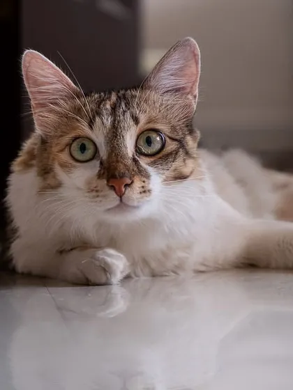 A beautiful, reflective portrait of Hermione the calico cat, perfectly at ease in her own home.