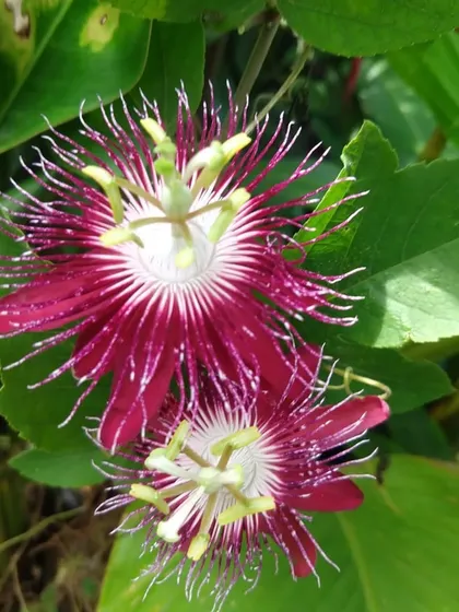 The intricate and exotic beauty of a Passion Flower (Passiflora). A truly unique bloom for any garden enthusiast.