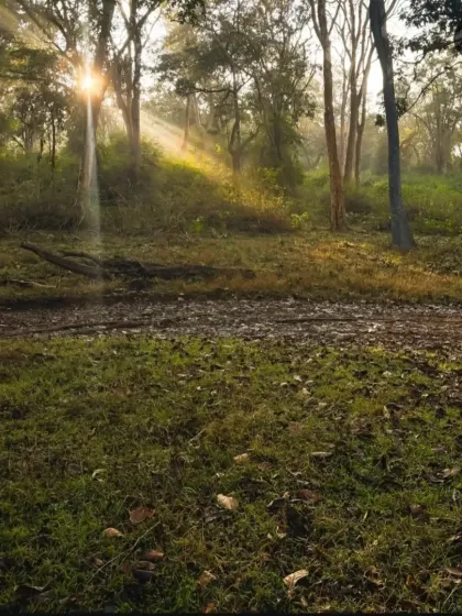Sunbeams filtering through the trees in the early morning at Nagarahole. The forest itself is as beautiful and captivating as the animals that live in it.