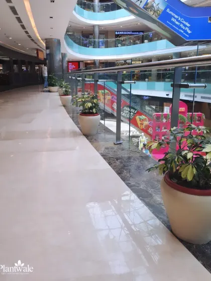 Planters with Schefflera plants line the walkway of a mall. These "umbrella plants" are hardy and have a full, leafy appearance, making them ideal for high-traffic public spaces.