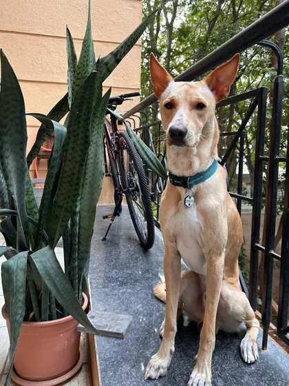 These additional photos showcase the variety of wonderful dogs I have the pleasure of caring for, each with their own unique charm and personality. From playful moments to quiet cuddles, every interaction is special.