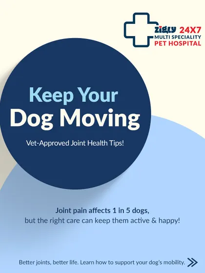 Joint pain affects one in five dogs, but proper care can keep them active. This series of vet-approved tips covers everything from supplements to holistic remedies to support your dog's mobility.