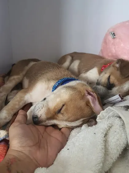 There is nothing quite like a puppy cuddle. These two orphaned pups, Tobasco and Cider, were a joy to foster. This picture shows just how much love and comfort a rescue animal can bring into your life.