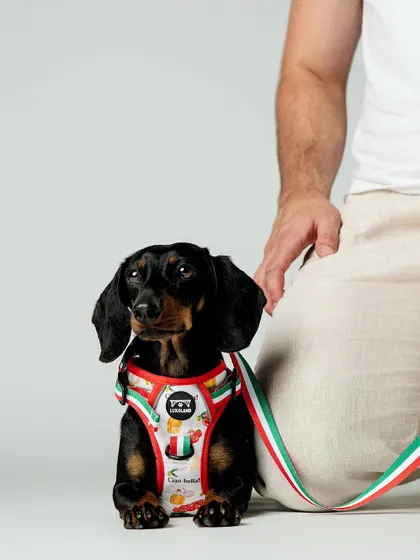 A close-up shot like this allows customers to see the quality and fit of a product. This dachshund looks so sharp in its harness, and the simple composition keeps all the attention on the item, which is key for effective pet product images.
