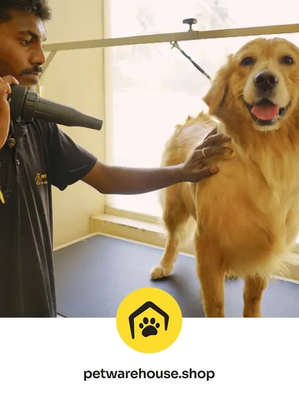 A happy Golden Retriever getting a blow-dry from our skilled groomer. We make sure the experience is comfortable, resulting in a relaxed and happy pet.