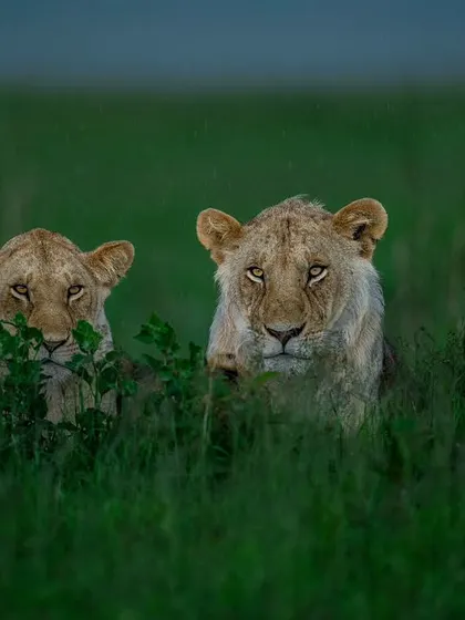 Three young lions peeking through the tall grass. Their synchronized gaze and curious expressions create a captivating image.