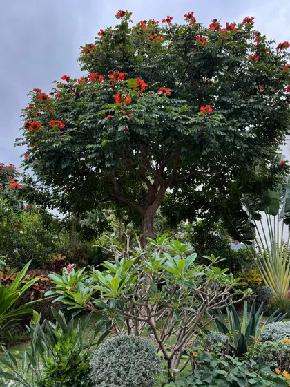 A mature African tulip tree provides the canopy for this garden. Below, a mix of colorful plants creates a dense, private screen from the street.