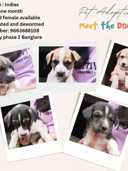 Meet these adorable one month old indie puppies in Bangalore. Both male and female pups are available and are looking for their forever homes.