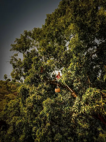A wide shot of a farmer harvesting mangoes, emphasizing the scale of the orchard and the natural environment.
