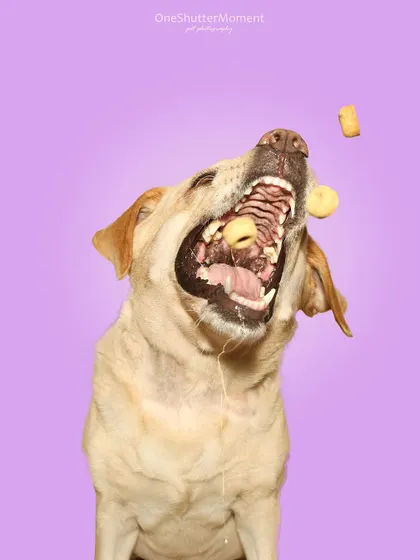 The concentration, the drool, the pure determination! Bella is a master treat-catcher, and these wide-angle shots against a simple purple backdrop make her goofy expressions even more epic.