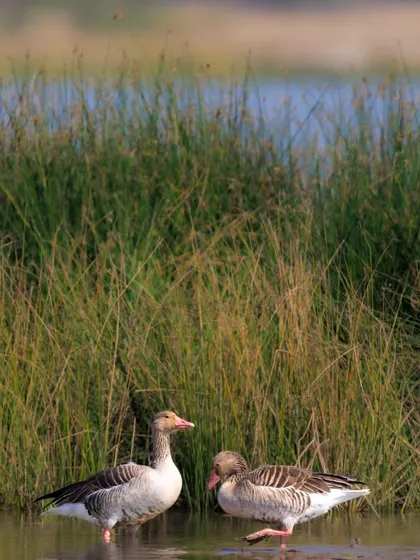 A pair of Greylag Geese, which are known to form long-term, likely lifelong, monogamous partnerships.