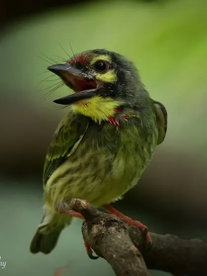 A portrait of a young Coppersmith Barbet fledgling, looking absolutely adorable as it calls out.