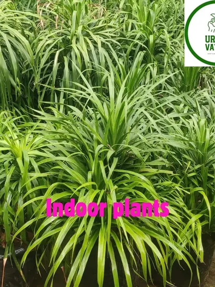 Beautiful indoor Pandan plants.