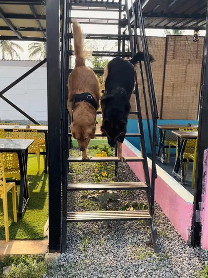 Two friends, a Golden Retriever and a German Shepherd, exploring the resort together. Our multi-level cafe structure adds an extra element of fun.