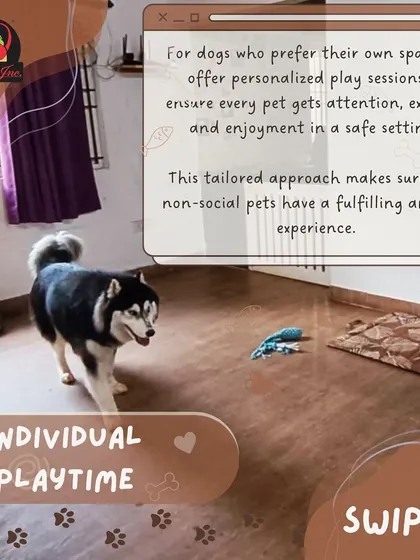 For dogs who prefer their own space, we offer personalized individual play sessions. This tailored approach ensures every pet gets the attention, exercise, and enjoyment they need in a safe setting.
