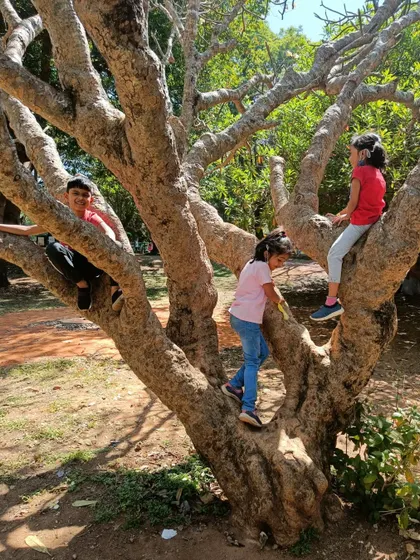Exploring the magnificent, sprawling trees at Lalbagh was a highlight. These moments of free play in nature are essential for physical development and fostering a sense of wonder.