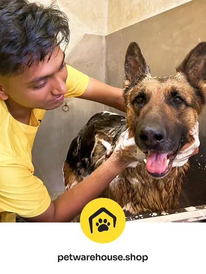 A refreshing bath for a beautiful German Shepherd. We make sure to get a good lather with our gentle shampoos, cleaning the coat thoroughly to remove dirt and loose fur, leaving them smelling great.