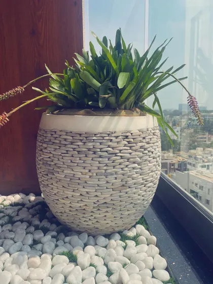A client's pebble planter looking phenomenal in their South Bangalore home, creating a bright and airy feel on the balcony.