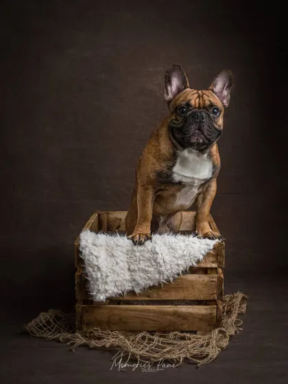 This French Bulldog strikes a commanding pose in a rustic wooden crate. The simple, textured props help to frame him, making his strong posture and curious expression the focus of the portrait.